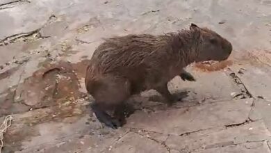 Photo of Inusitado: Capivara foi resgatada em piscina de clube da região