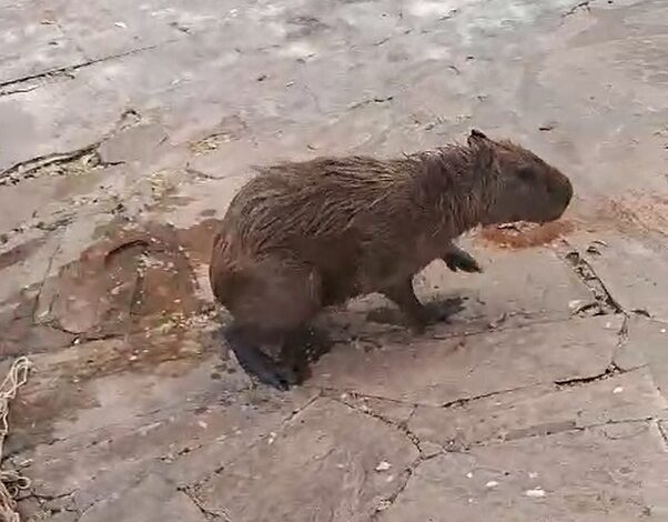 Photo of Inusitado: Capivara foi resgatada em piscina de clube da região