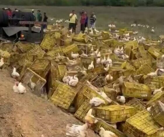 Photo of Região: Motorista morre em grave acidente com carreta cheia de galinhas