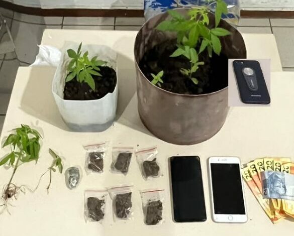 Photo of Conquista: Prisões e apreensão de plantas de maconha na cidade