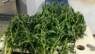 Photo of Homem planta maconha dentro de casa e acaba no Disep