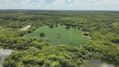 Photo of Região: Polícia Militar encontra plantação de mais de 50 mil pés de maconha