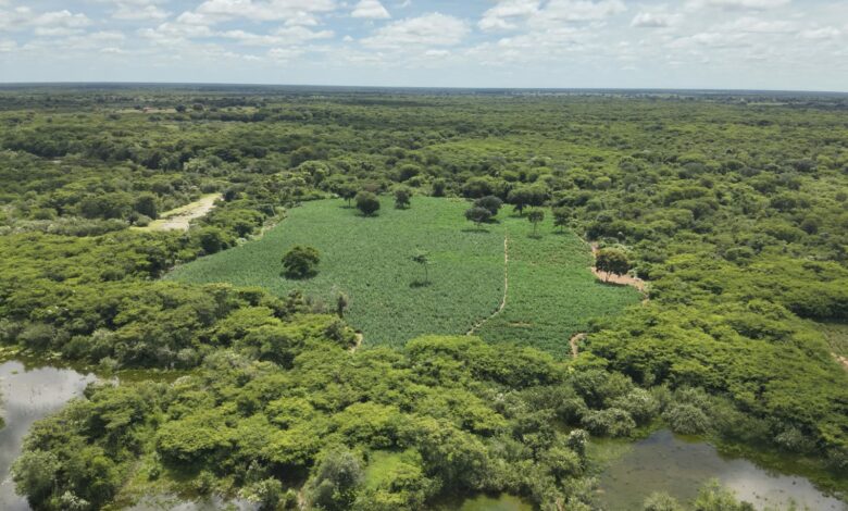 Photo of Região: Polícia Militar encontra plantação de mais de 50 mil pés de maconha