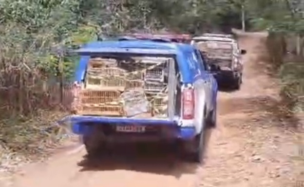 Photo of Vídeo: Operação conjunta resgata pássaros silvestres em Conquista